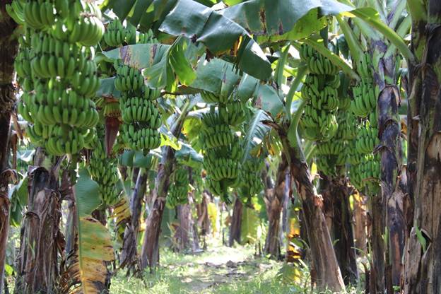 Sọt đựng chuối