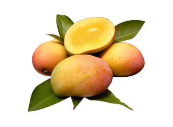 Xoài Yên Châu cao cấp